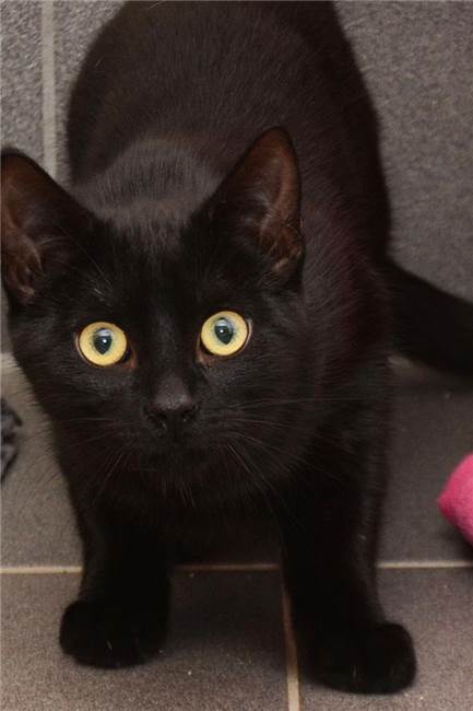 Obergrenze erreicht: Warum immer mehr Katzenbabys im Tierheim Dorsten landen Blacky ist ein aufgewecktes Kätzchen.