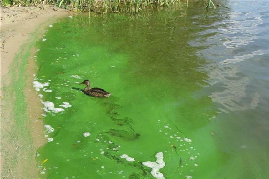 Woran Badegäste Blaualgen erkennen Blaualgen sind eher grün als blau. Wer sie im Gewässer entdeckt, sollte zumindest Kinder und Hunde nicht mehr baden lassen. Foto: LAGeSo