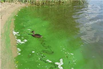 Blaualgen sind eher grün als blau. Wer sie im Gewässer entdeckt, sollte zumindest Kinder und Hunde nicht mehr baden lassen. Foto: LAGeSo