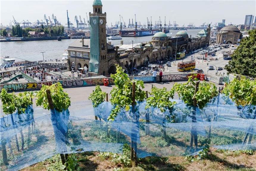 Alle Trauben gestohlen - Weinlese in Hamburg fällt aus Blaue Netze schützen die Trauben vor Vögeln. Gegen Diebe haben sie nicht geholfen. Foto: Markus Scholz