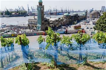 Blaue Netze schützen die Trauben vor Vögeln. Gegen Diebe haben sie nicht geholfen. Foto: Markus Scholz