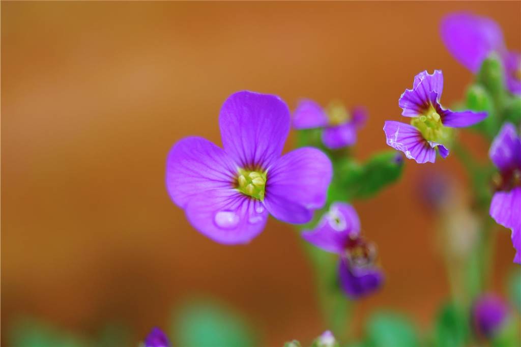 Blaukissen im Garten - dieses Foto hat uns Ludger Vortkamp geschickt.