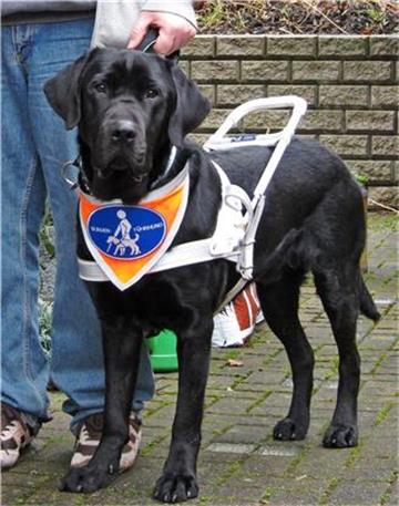 Blindenführhund Armani geht morgen ins Konzerthaus Dortmund.
