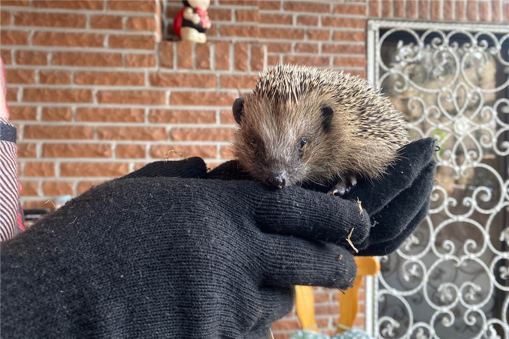 Ehepaar in Lippramsdorf päppelt hilfsbedürftige Igelbabys auf Auf dem Foto ist ein kleines Igelbaby zu sehen.