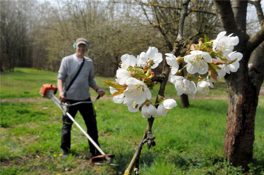 Fahrlehrer Udo Edelmeier hat umgesattelt: Jetzt macht er Apfelsaft Blühende Kirschbäume belohnten Udo Edelmeier und seine Mitstreiter derzeit für die Arbeit auf ihrer Streuobstwiese.
