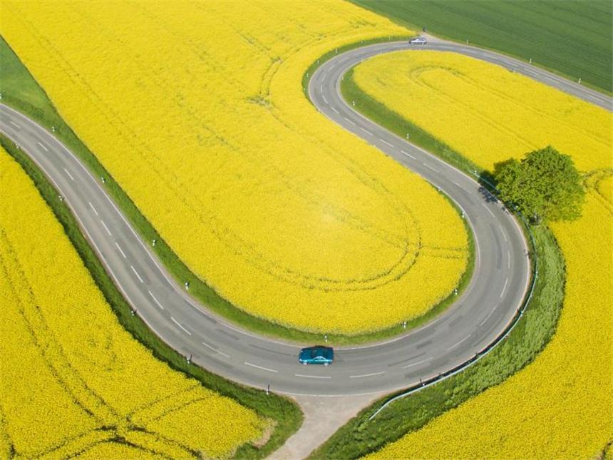 EU will weniger Raps im Tank Blühende Rapsfelder: In Deutschland wird Biodiesel vor allem aus Raps hergestellt. Foto: Julian Stratenschulte