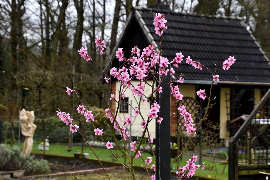 Blühender Pfirsichbaum in der Kleingartenanlage an der Kamener Straße.