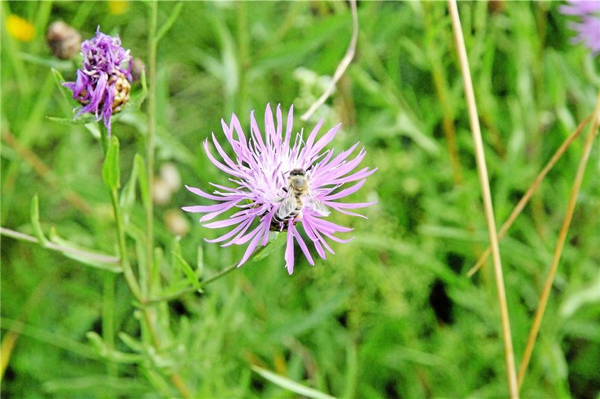 Zahlreiche Landwirte setzen auf Blühstreifen Blühstreifen können eine wichtige Funktion für die Natur übernehmen. Der Landwirtschaftliche Ortsverband Ellewick-Crosewick-Zwillbrock hat jetzt berichtet, was Landwirte in dieser Hinsicht getan haben. Foto: Thorsten Ohm