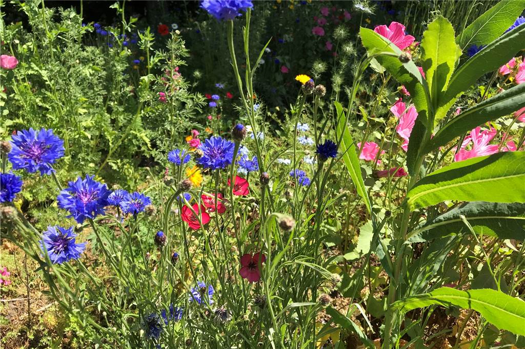Blühstreifen sollen die Artenvielfalt im Insektenreich erhalten, sollen als Nahrung dienen. Nicht aber als Selbstbedienungsladen für Blumendiebe.