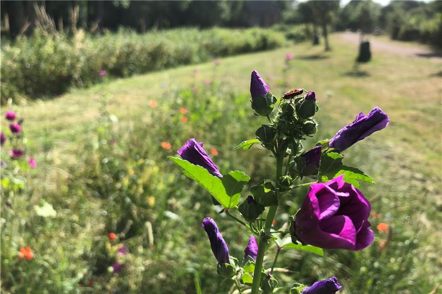 Gegen Insektensterben: Bürger sollen Flächen für Blühwiesen zur Verfügung stellen Blühstreifen wie diesen am Bösenberg hat die Gemeinde Schermbeck angelegt. Klimaschutzmanager Thomas Heer sucht nun Bürger, die dafür ihre eigenen Flächen zur Verfügung stellen.