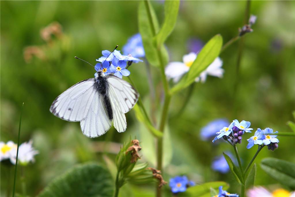 Ab sofort: Kostenloses Blühwiesen-Saatgut bei der Gemeinde erhältlich Blühwiesen bieten heimischen Insekten einen Lebensraum und Nahrungsquelle. Insekten sind für unser Ökosystem essentiell.