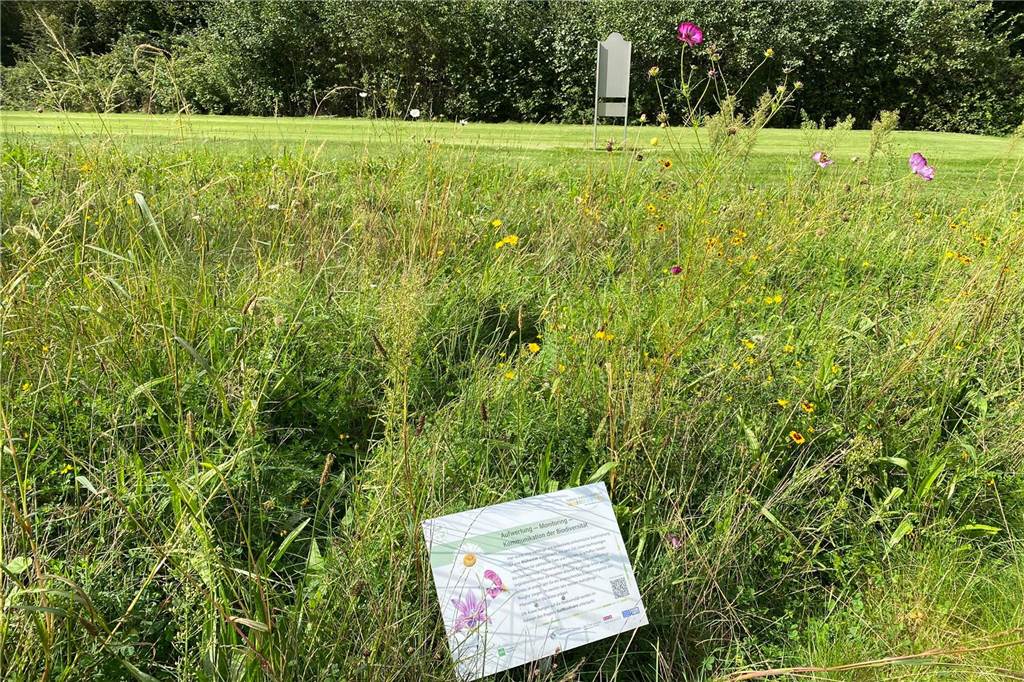 Wildwuchs statt Mähwerk: Ahauser Golfclub nutzt über die Hälfte seiner Fläche für Naturschutz Blühwiesen zwischen den Fairways sowie eigens angelegte Feuchtgebiete, Streuobstwiesen oder Buschwerk sollen die Artenvielfalt auf dem Golfplatz erhöhen. Mit kleinen Tafeln werden Mitglieder und Spieler über den Hintergrund informiert. Auch diese Art von Information gehört zu dem Projekt.