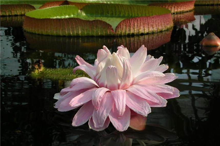 Reise-News: Walfang-Historie, Seerosen und muslimische Mode Blüte und Blatt der Art Victoria cruziana im August 2003 im Botanischen Garten Berlin. Das Victoriahaus mit seinen tropischen Sumpf- und Wasserpflanzen wird im Sommer wiedereröffnet. Foto: I. Haas/Botanischer Garten und Botanisches Museum Berlin