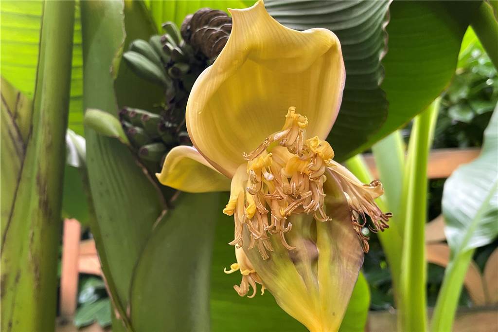 Ist das der Klimawandel? Bananen reifen in Werne-Stockum Blüte und im Hintergrund die Bananen.