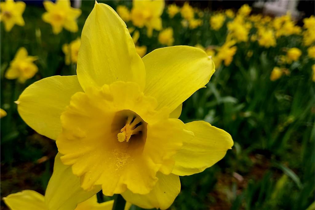 Zu sehen sind viele gelbe Blumen.