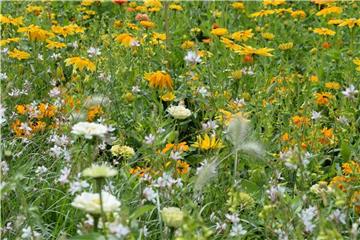 Blumenwiesen sind nicht nur etwas für die freie Natur. Foto: Andrea Warnecke