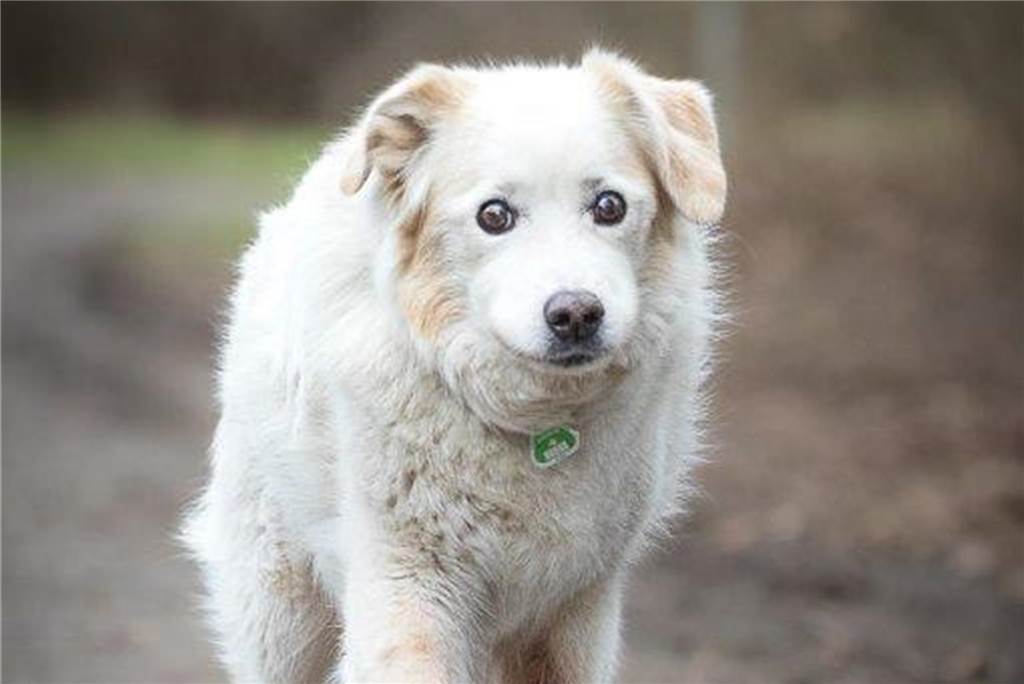 Ein Hund läuft.