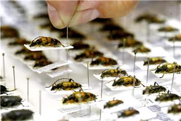Bockkäfer werden im Entomologischen Verein Krefeld auf Nadeln fixiert. Foto: Roland Weihrauch