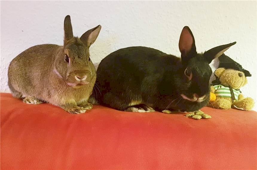 Die Kaninchen Bonnie und Clyde schrecken nicht vor „körperlicher Gewalt“ zurück Bonnie (r.) & Clyde sorgen bei den Schmerges für allerlei Chaos.
