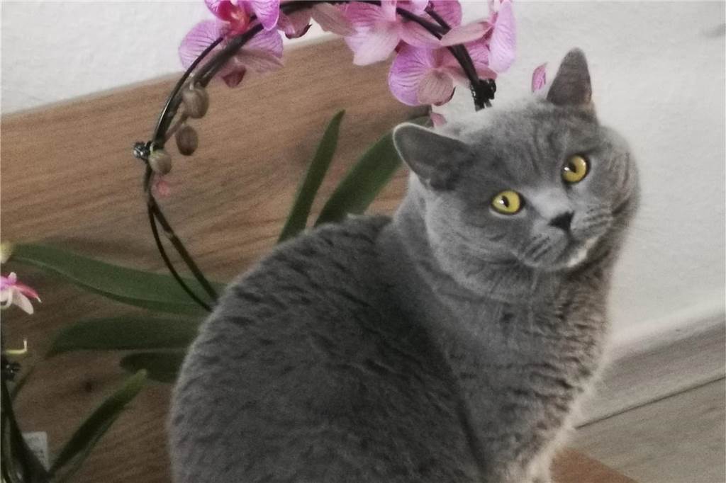 Ein grauer Kater schaut in die Kamera.