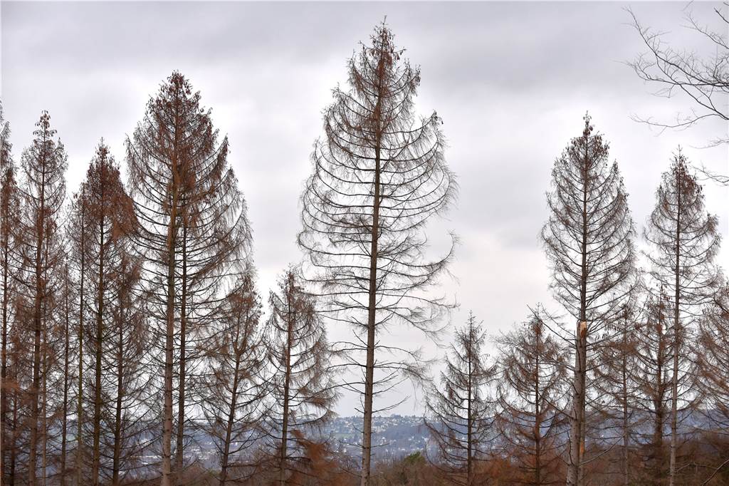 Braun statt grün: Durch die Trockenheit wurden die verbliebenen Bäume leichte Beute für den Käfer.