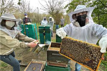 Britta (l.) und Katharina Lohrmann sind in die Imkerei eingestiegen. Wie ihre Mitstreiterinnen Anke und Elena Schickentanz-Dey freuen sie sich über eine neue Zusammenarbeit. Auf Manfred Bolles (l.) Obstwiese finden die Bienen Blüten in Hülle und Fülle.