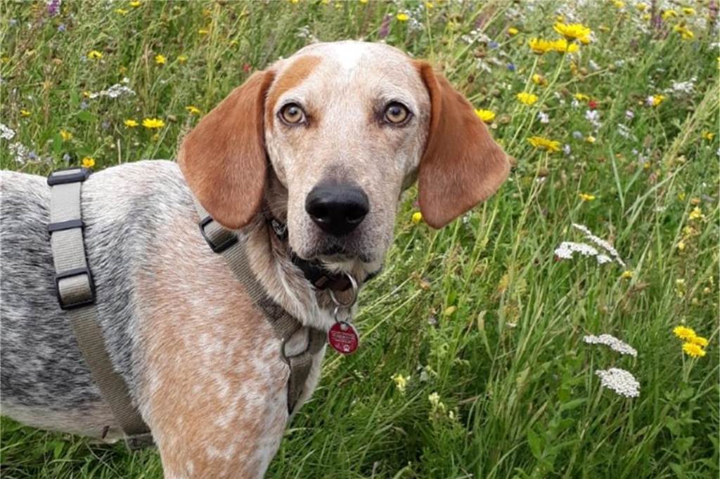 Ein Hund steht vor einem Blumenfeld.