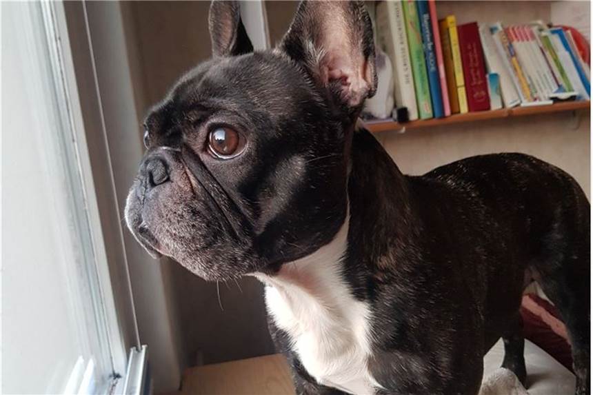 Bulldogge Paul weicht Besuchern nicht von der Seite Bulldogge Paul lebt seit etwa drei Jahren bei Familie Müller.