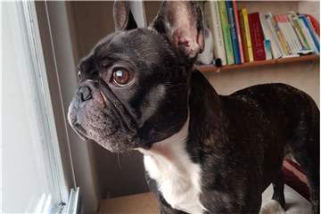 Bulldogge Paul lebt seit etwa drei Jahren bei Familie Müller.