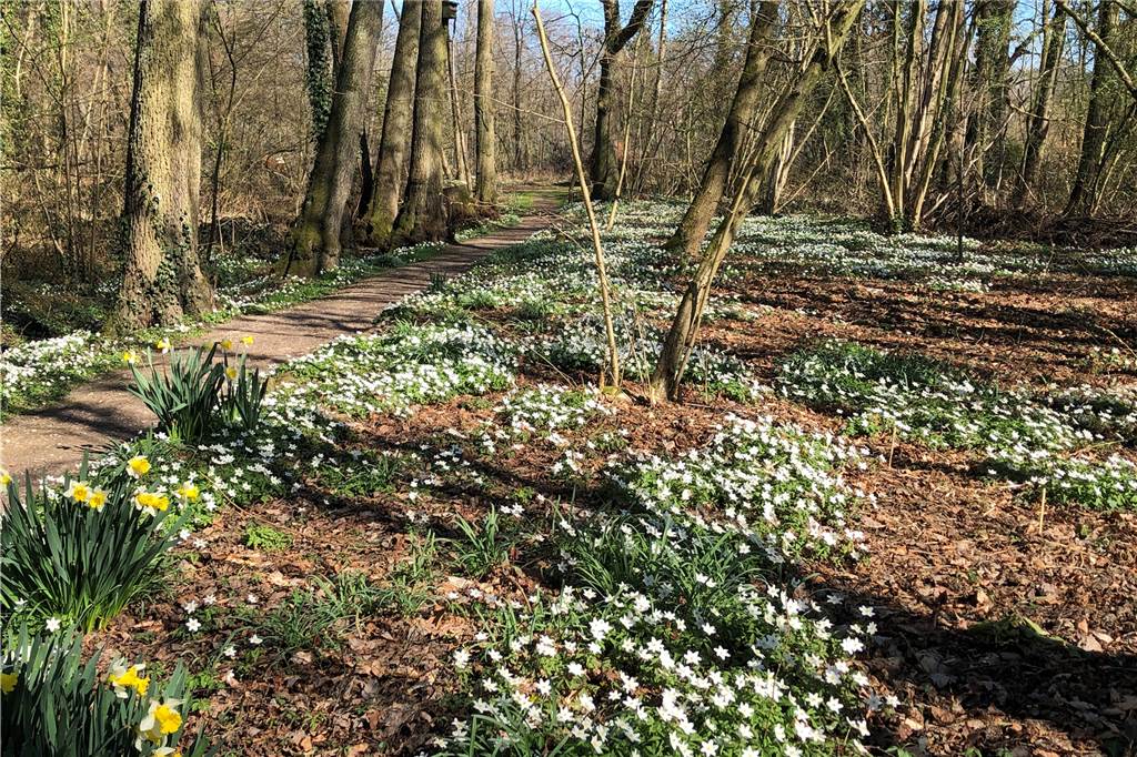 Der Frühling ist da! Bunte Wildblumenteppiche blühen am Schloss Sythen Buschwindröschen, auch als Waldanemonen bekannt, bilden gerade ein Fest für die Augen.