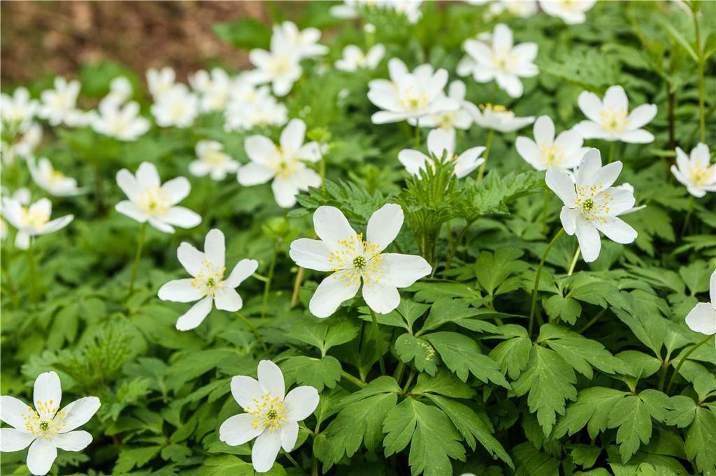 Buschwindröschen - wie weiße Teppiche ziehen sich die anmutigen Blumen durch den Ahauser Schlossgarten.