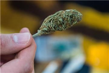 Cannabisprodukte sind hierzulande die gängigsten Drogen nach Tabak und Alkohol. Foto: Arne Immanuel Bänsch