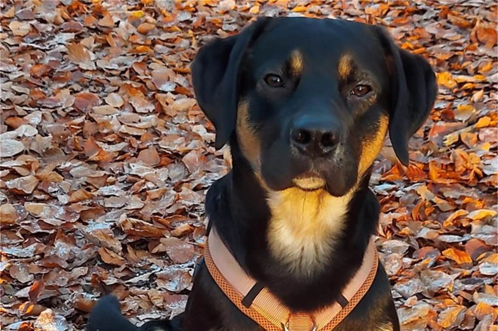 Zu sehen ist ein Hund und Laub.