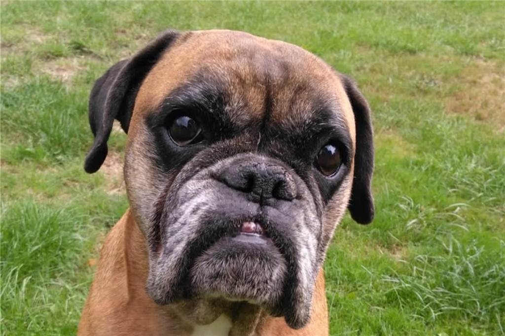 Boxer