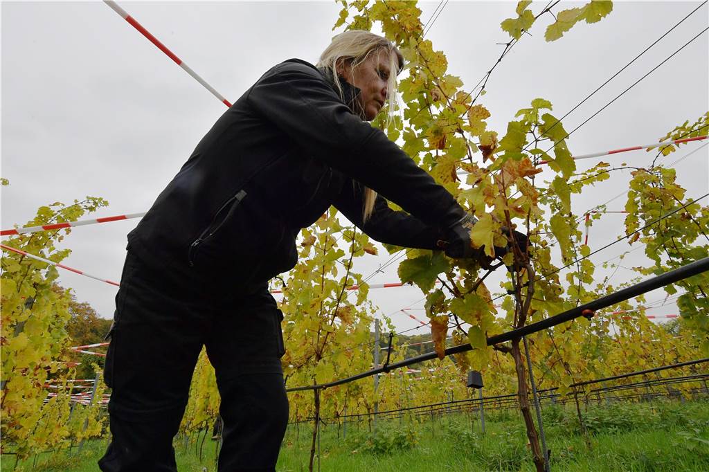Carola Raffel bei der Weinlese.