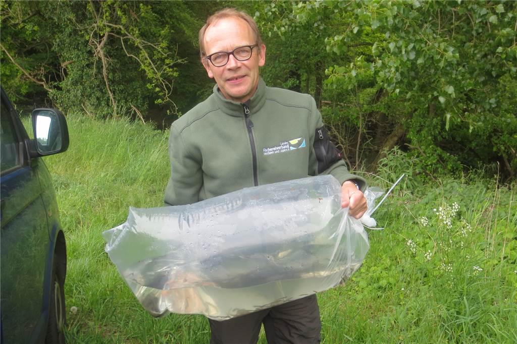 Carsten Nolting vom Landesfischereiverband Westfalen und Lippe hat die ersten 1000 Quappen persönlich in die Dinkel eingesetzt.