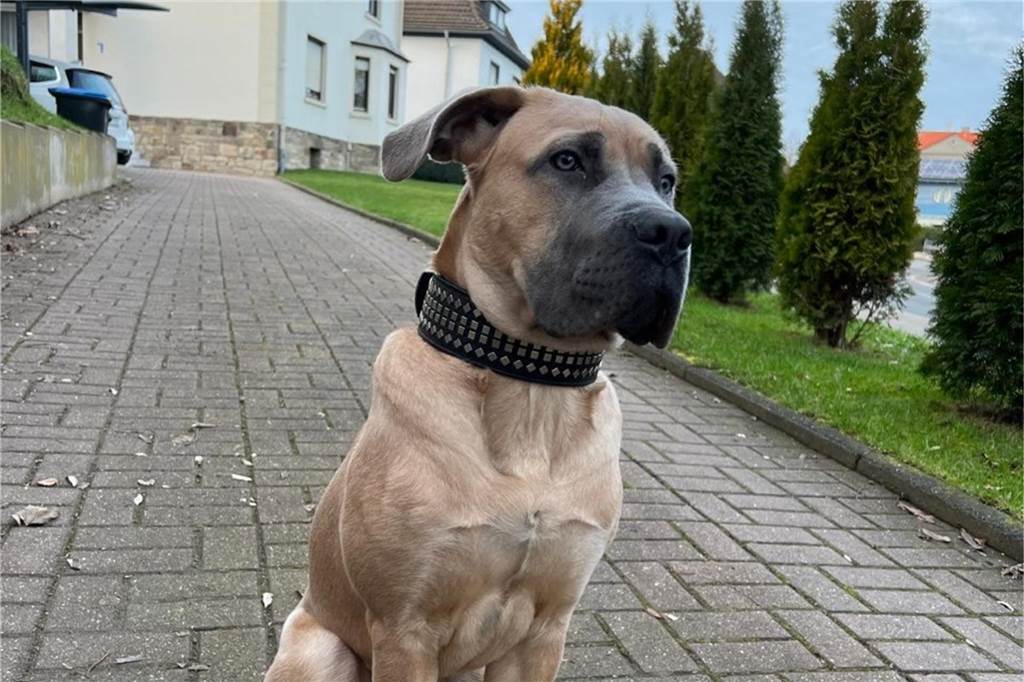Ein Hund sitzt auf einem Gehweg.