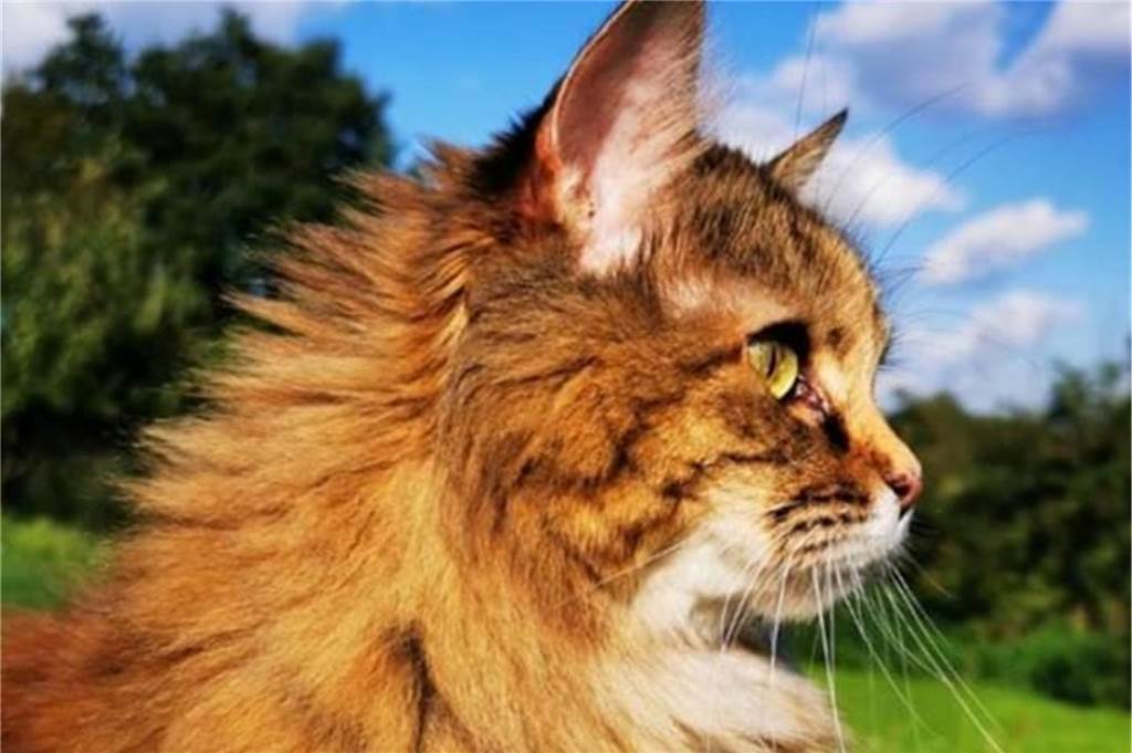 Eine Katze sitzt auf einer Wiese in der Sonne.