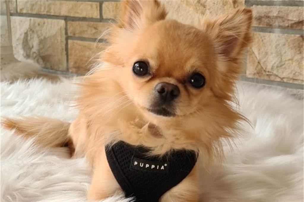 Stadt Dortmund warnt: Füchse können auch Menschen angreifen Chihuahua Eddy überlebte den Angriff eines Fuchses nur knapp. Durch die Schädigung des Rückenmarks ist der Hund gelähmt.