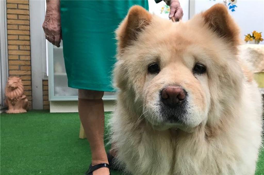 Chow-Chow Mila steht ihrem Frauchen Margit Robbert treu zur Seite.