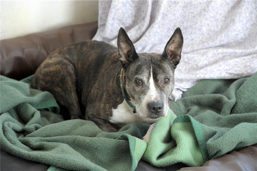 Christian Stolzenberg vermutet, dass ein Staffordshire Bullterrier (hier ein Symbolfoto) den Hund seiner Tochter in Dorsten angegriffen hat.