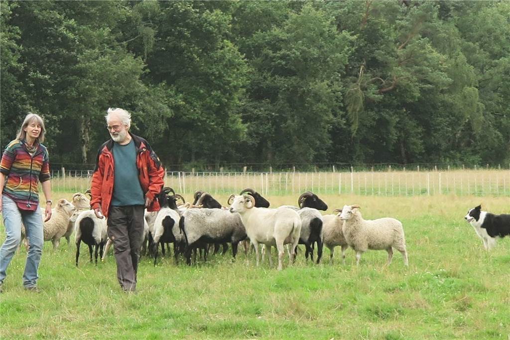 Überraschender Fund: Seltene Käfer-Art in Schermbeck entdeckt Christoph und Margret Dorr beweiden im Nebenerwerb seit 2015 Grünflächen des RVR mit ihren Schafen. Diese Schafe sorgen mit ihrem Kot für die Fortpflanzung von Stierkäfern.