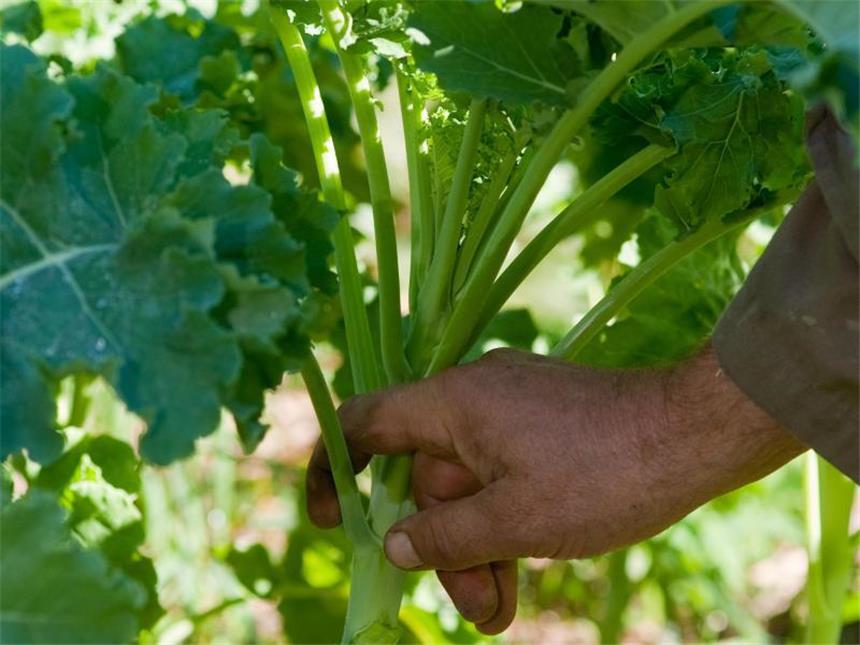 Vitaminbombe aus dem eigenen Garten: Grünkohl anbauen Circa vier Monate nach dem Aussetzen ist Grünkohl erntereif und kann Blatt für Blatt von unten nach oben beerntet werden. Foto: Klaus-Dietmar Gabbert/dpa
