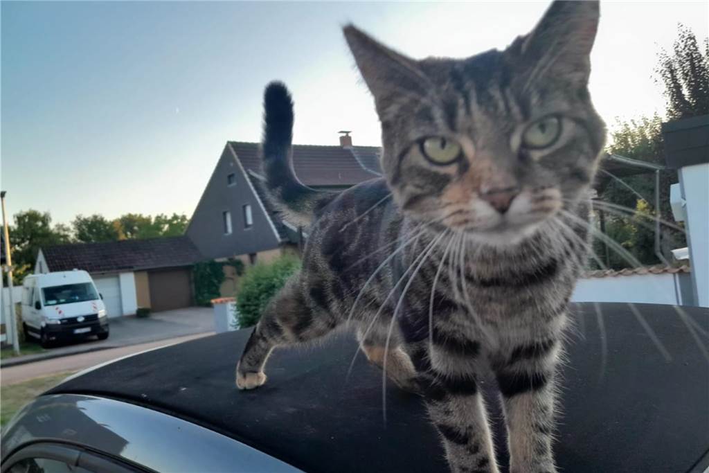 Eine Katze auf dem Cabriodach.
