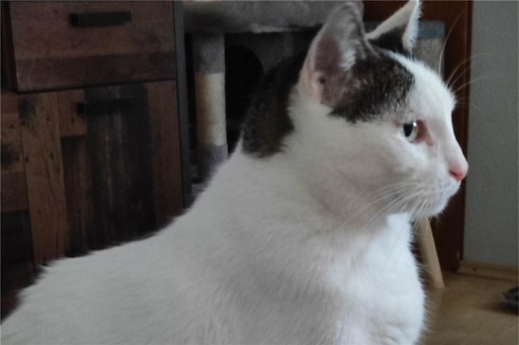 Katze