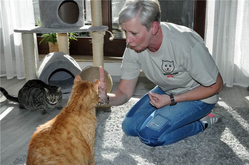 Babykatzen auf der Autobahn: Dorstenerin will Kitten retten Conny Sander will die Katzenbabys mit Lebendfallen retten.