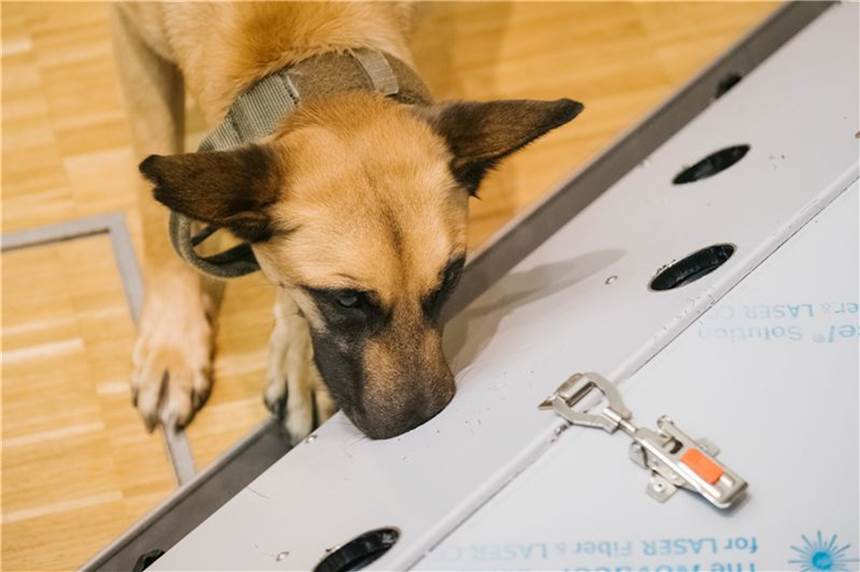 Infektionen erschnüffeln: Corona-Spürhunde sollen Events sicherer machen Corona-Spürhunde könnten Großveranstaltungen künftig sicherer machen.