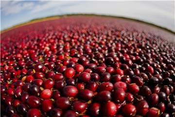 Cranberrys sind kalorienarm und wirken entzündungshemmend. Foto: Andy Manis/WISCONSIN STATE CRANBERRY GROWER