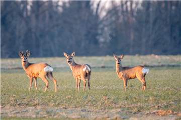 Da geht dem Natur- und Tierfreund das Herz auf: Wer, was selten genug geschieht, Rehe in freier Wildbahn sichtet, ist berührt.