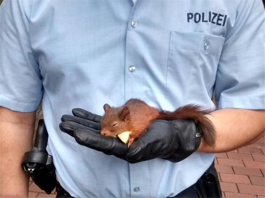 Polizei "rettet" Passantin vor Eichhörnchen Da ist es "in Gewahrsam", das stalkende Eichhörnchen.